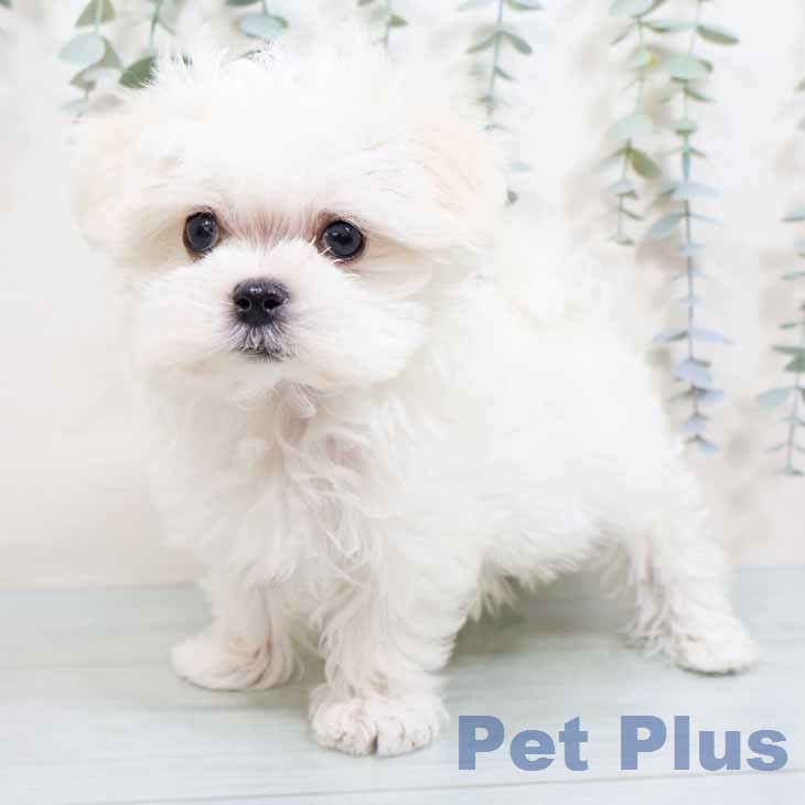 マルチーズの写真2