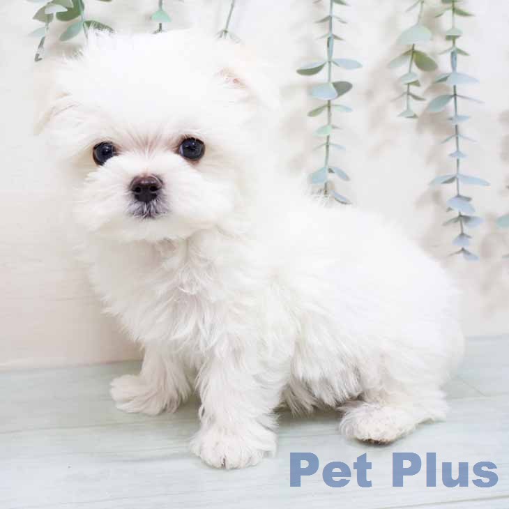 マルチーズの写真2