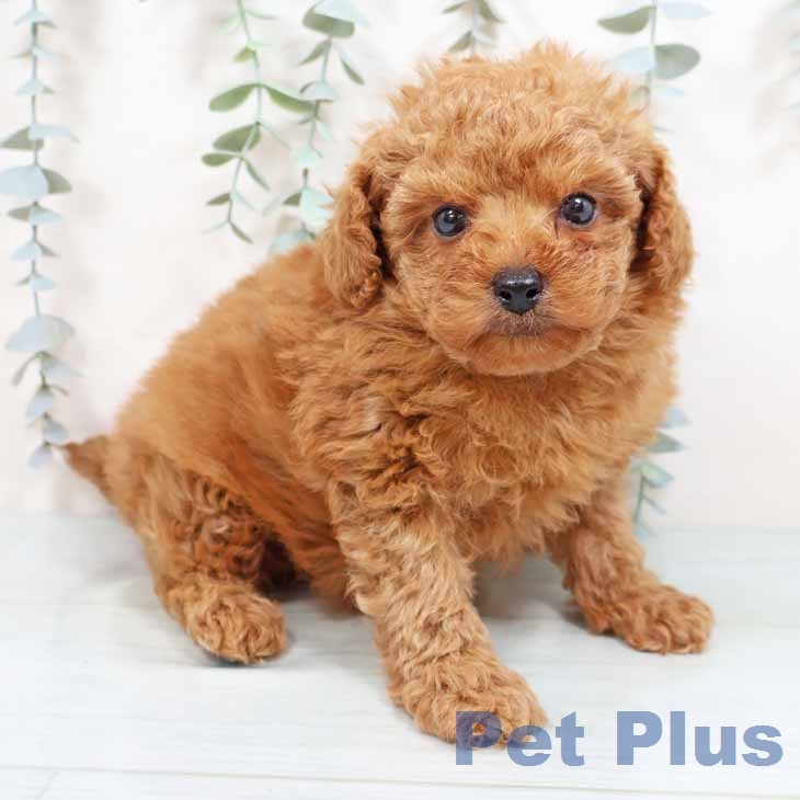 トイ・プードル