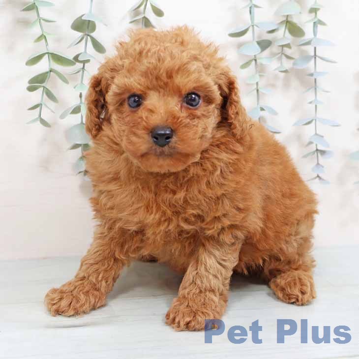 トイ・プードルの写真2