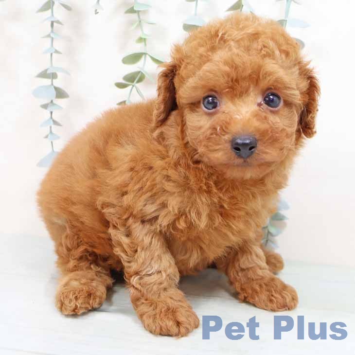 トイ・プードル