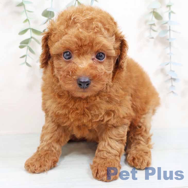 トイ・プードルの写真2