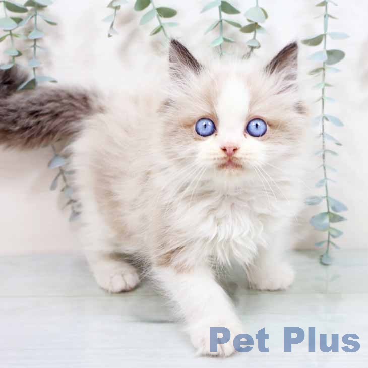 ラグドールの写真2