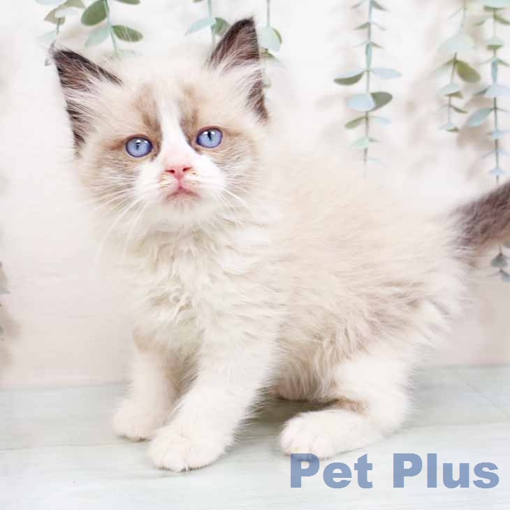 ラグドールの写真2