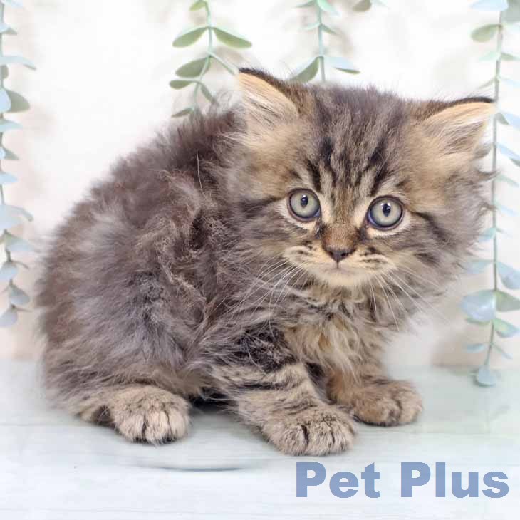 スコティッシュフォールド