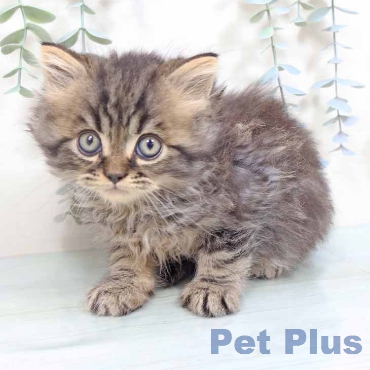 スコティッシュフォールド