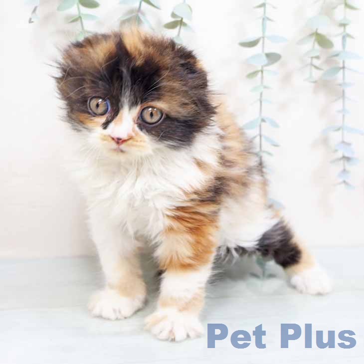 スコティッシュフォールド