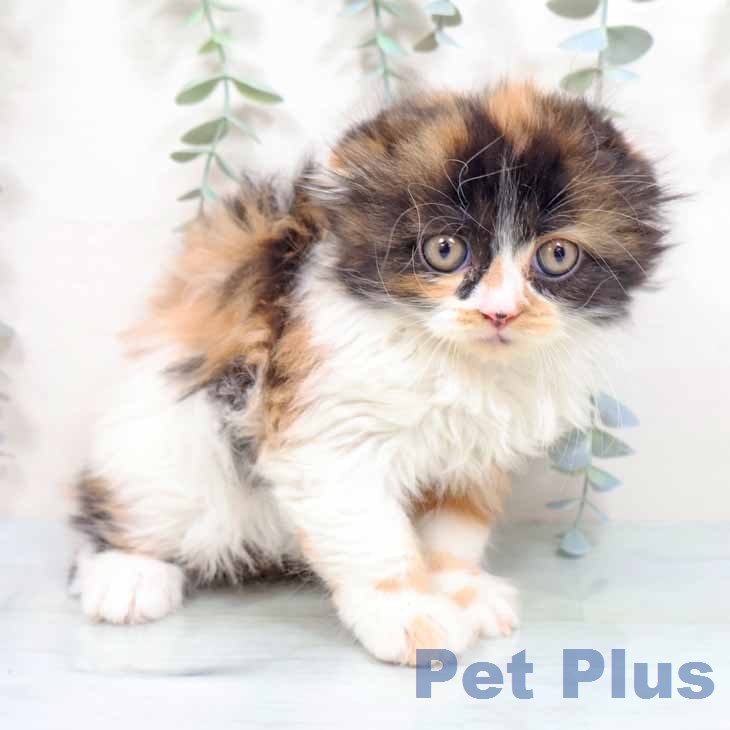 スコティッシュフォールド