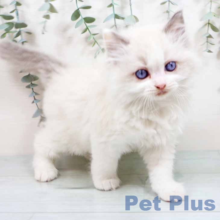 ラグドールの写真2