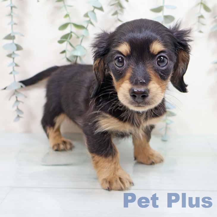 カニーンヘン・ダックスフンド