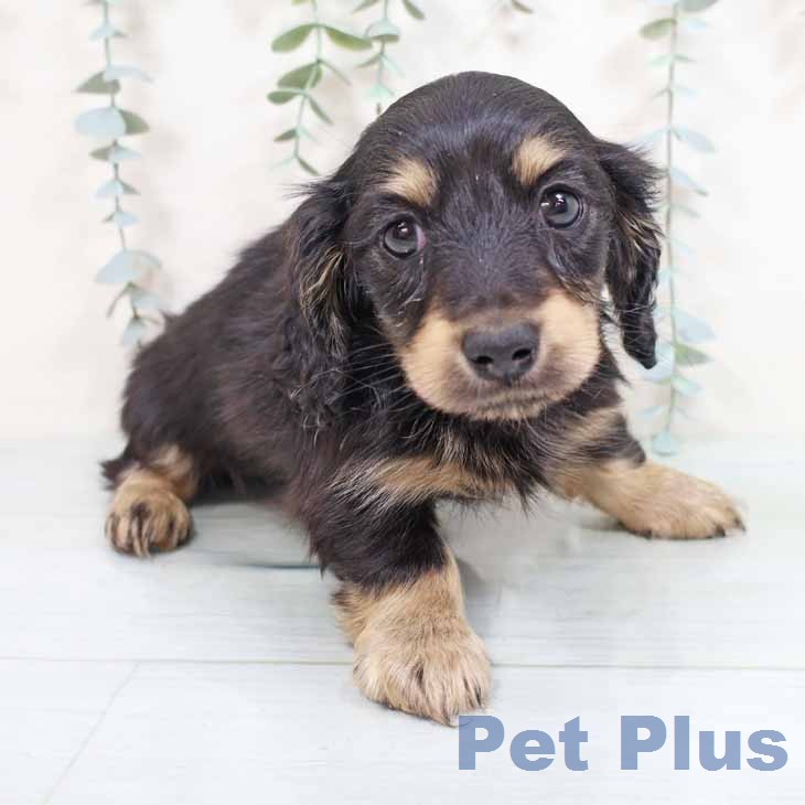 カニーンヘン・ダックスフンド