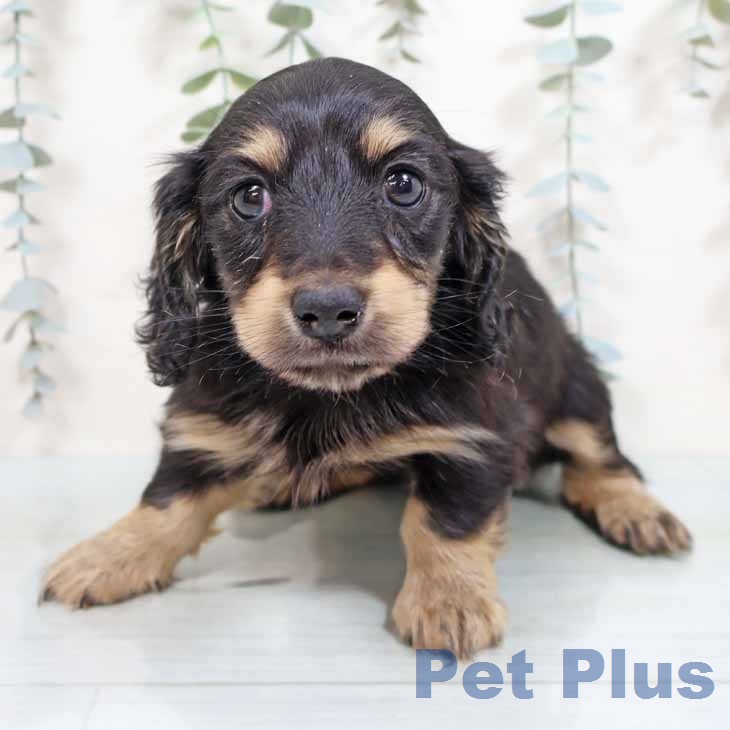 カニーンヘン・ダックスフンドの写真2