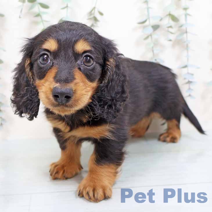 カニーンヘン・ダックスフンド