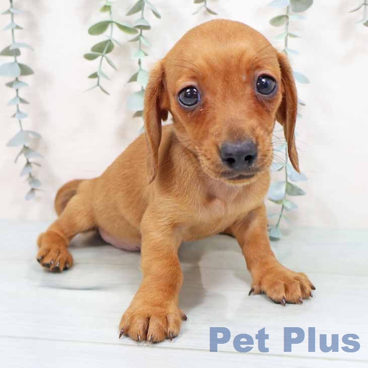 カニーンヘン・ダックスフンド