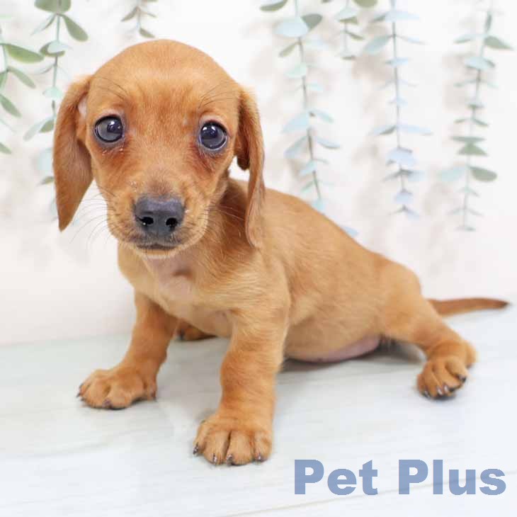 カニーンヘン・ダックスフンドの写真2