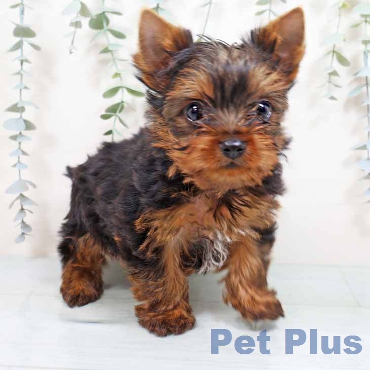 ヨークシャー・テリア