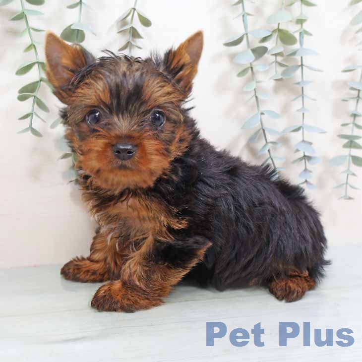 ヨークシャー・テリアの写真2