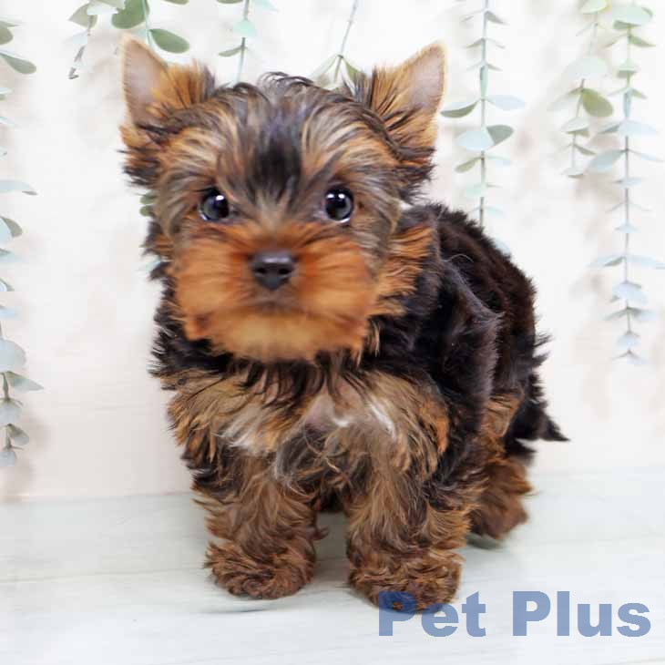 ヨークシャー・テリア