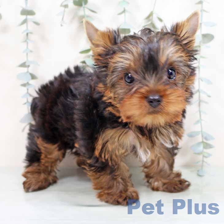 ヨークシャー・テリアの写真2