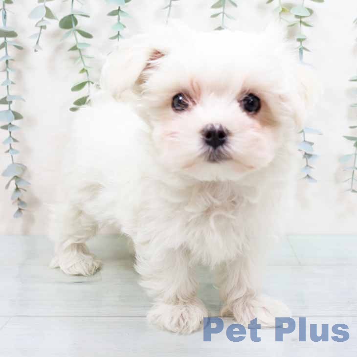 マルチーズの写真2