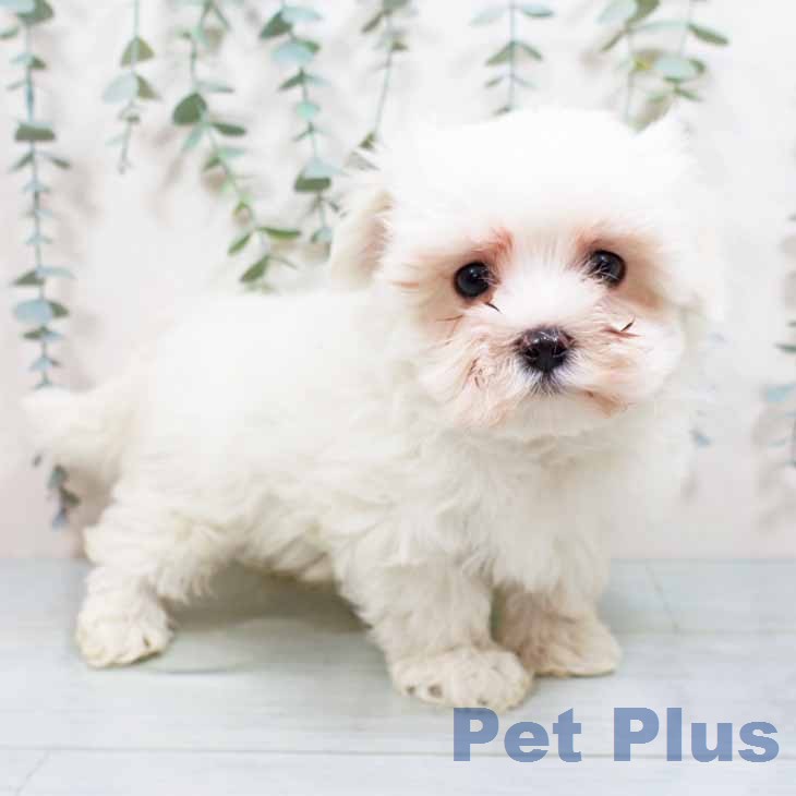 マルチーズの写真2