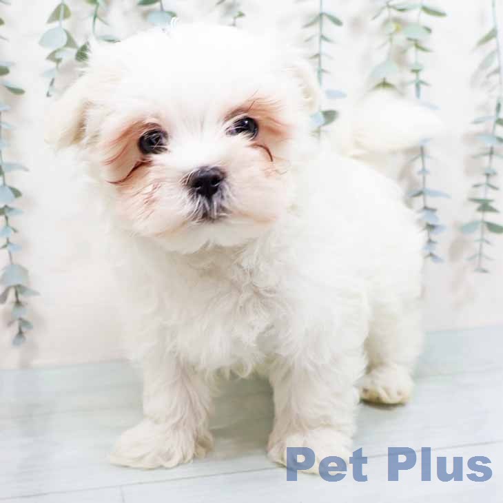 マルチーズの写真2