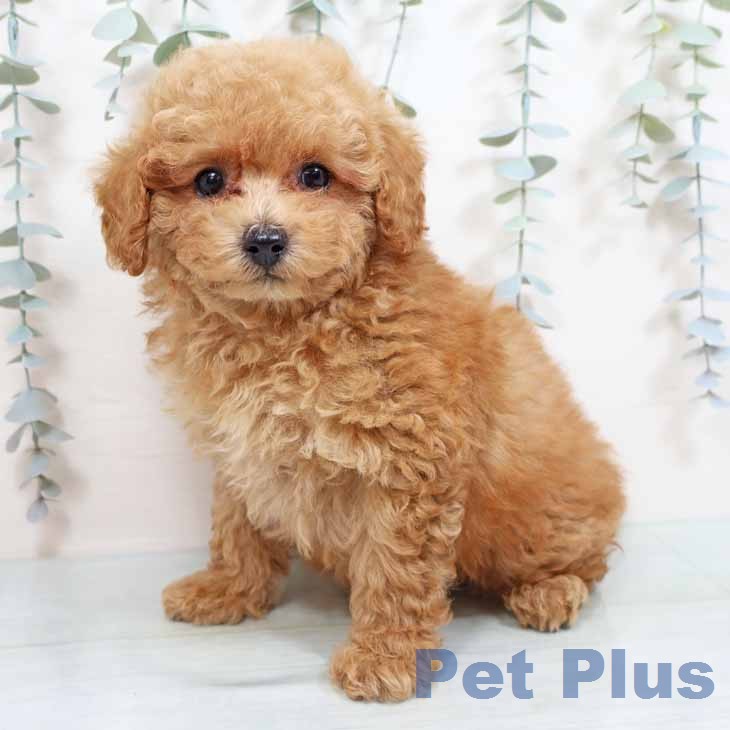 トイ・プードル