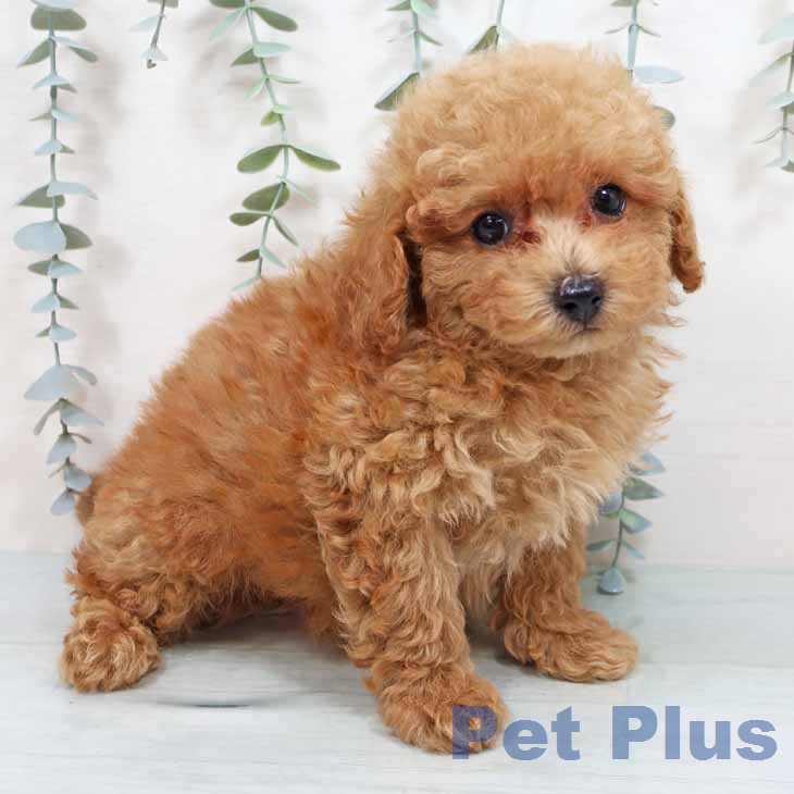 トイ・プードルの写真2