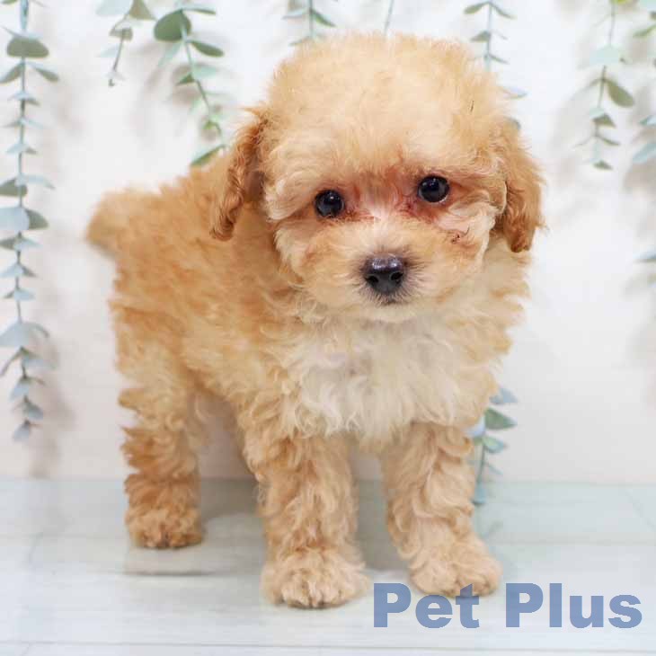 トイ・プードル