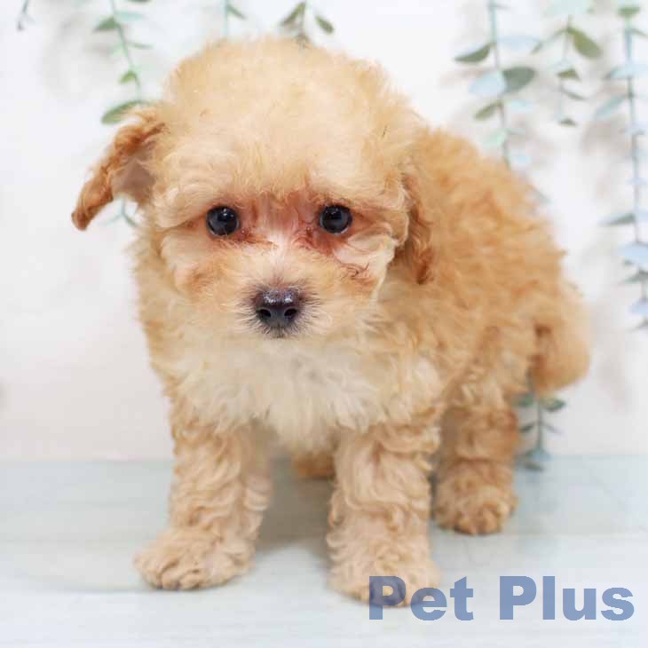 トイ・プードル