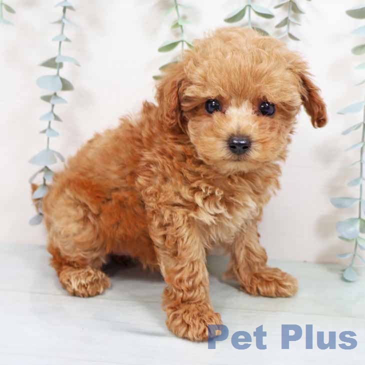 トイ・プードル