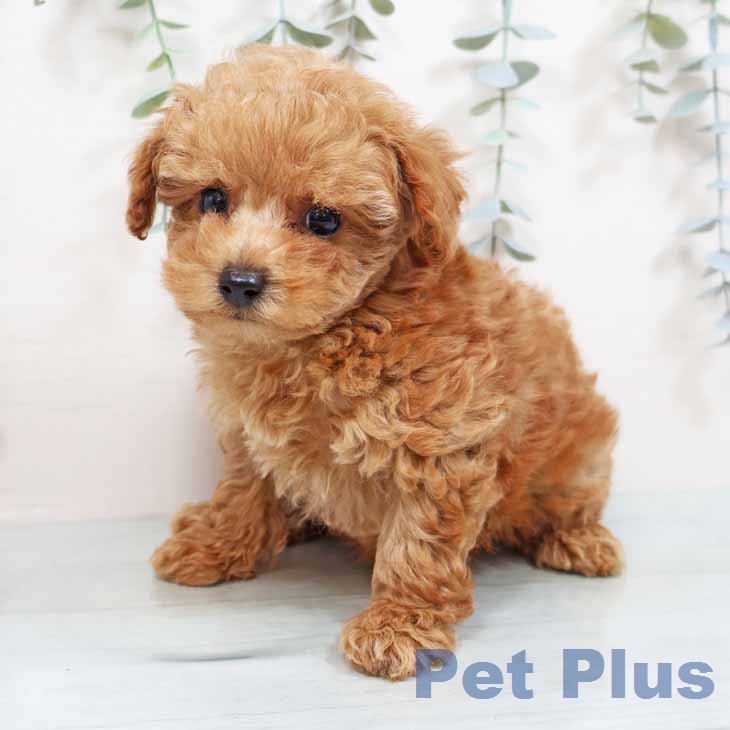 トイ・プードルの写真2