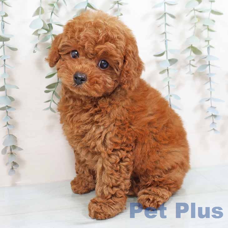 トイ・プードル