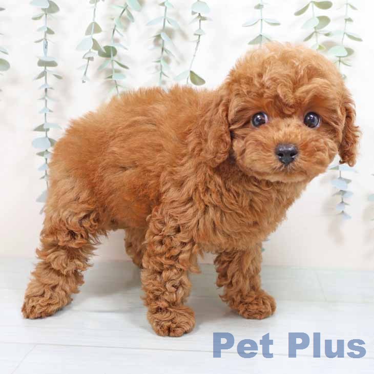 トイ・プードル