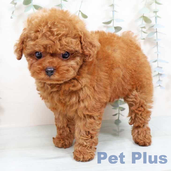 トイ・プードル