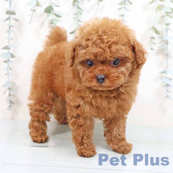 トイ・プードルの写真2