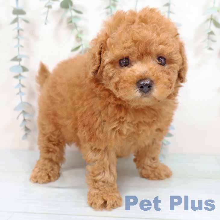 トイ・プードル