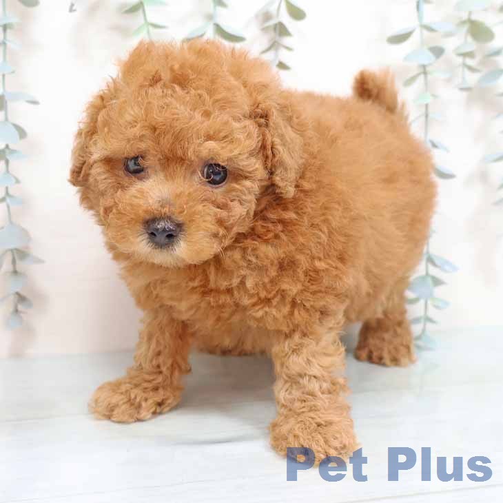 トイ・プードルの写真2