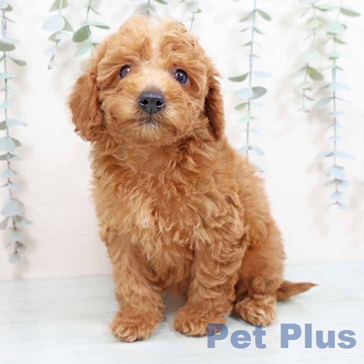 トイ・プードル