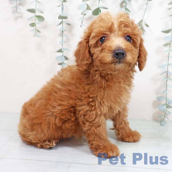 トイ・プードルの写真2