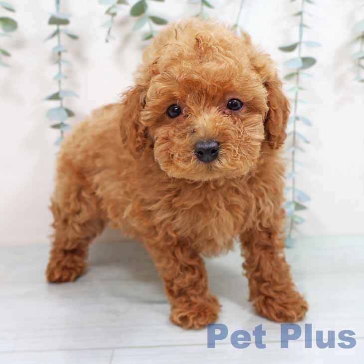 トイ・プードル