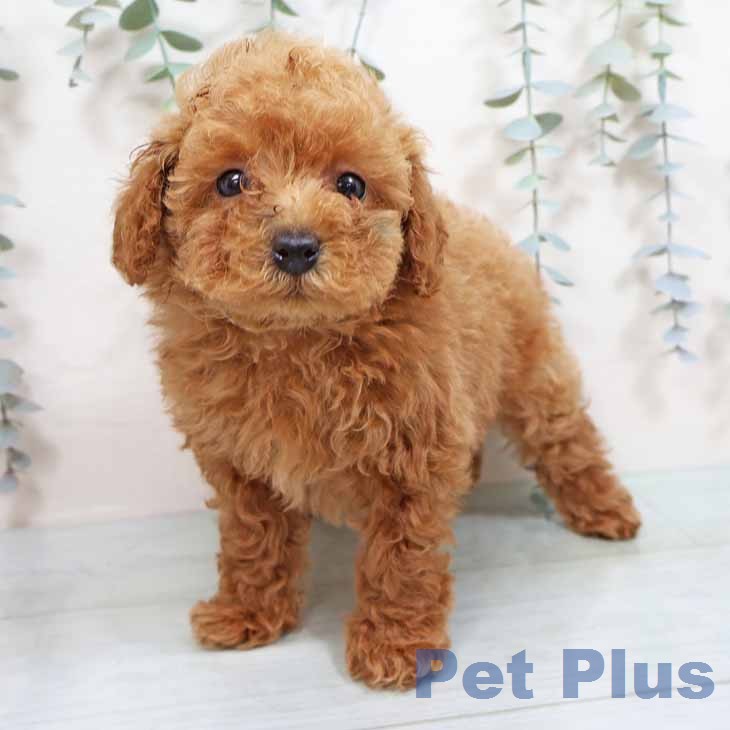 トイ・プードル