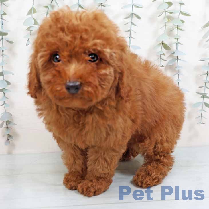 トイ・プードル