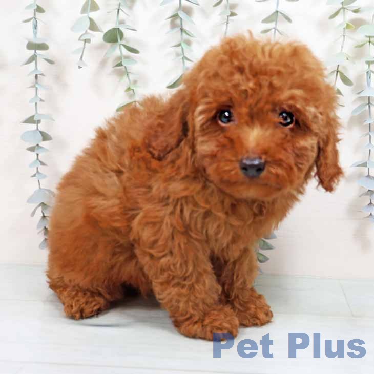 トイ・プードル