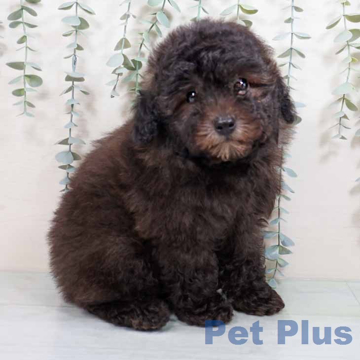 トイ・プードル