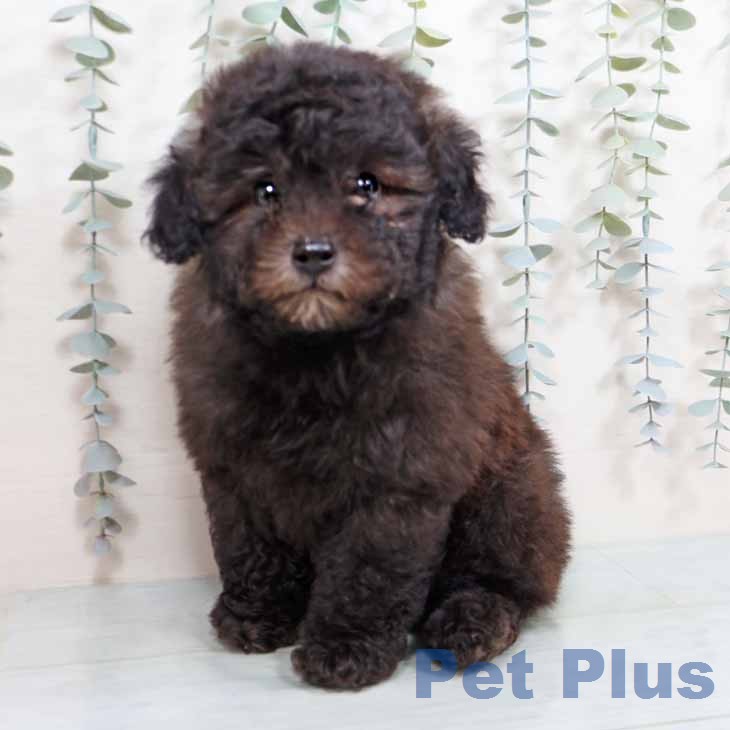 トイ・プードルの写真2