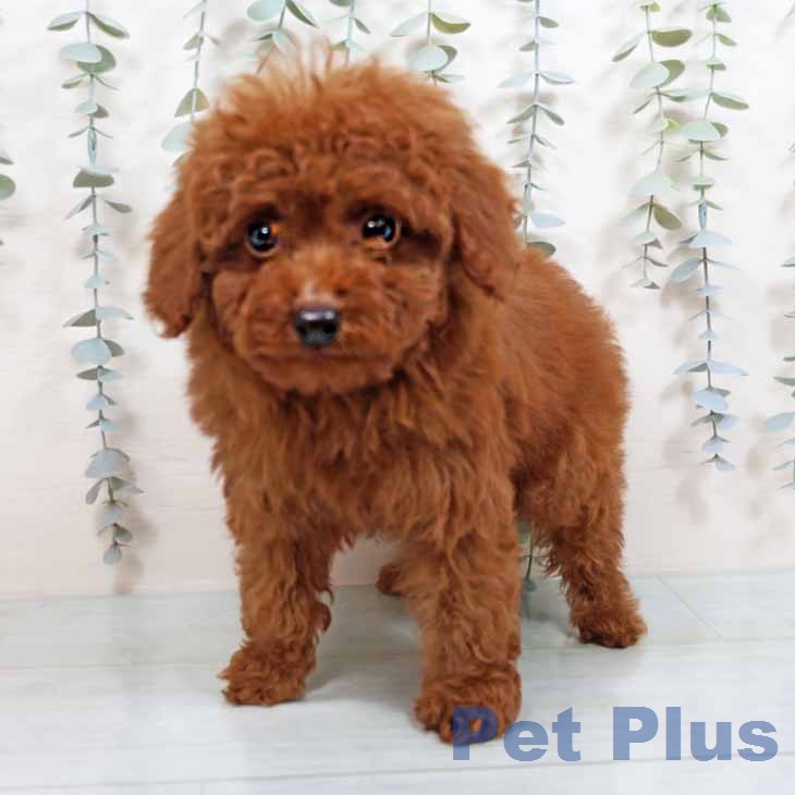 トイ・プードル