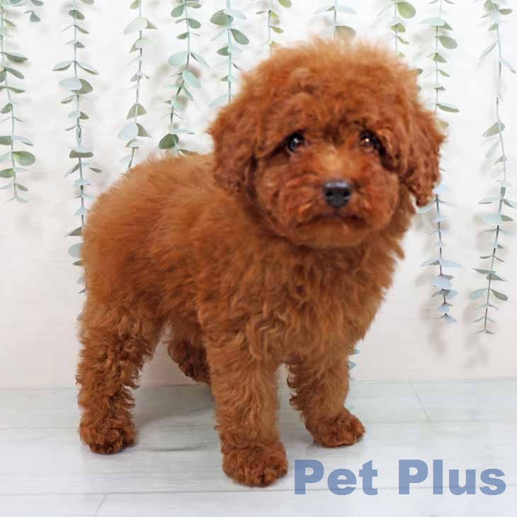 トイ・プードル