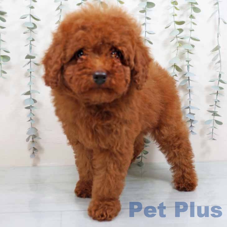 トイ・プードルの写真2