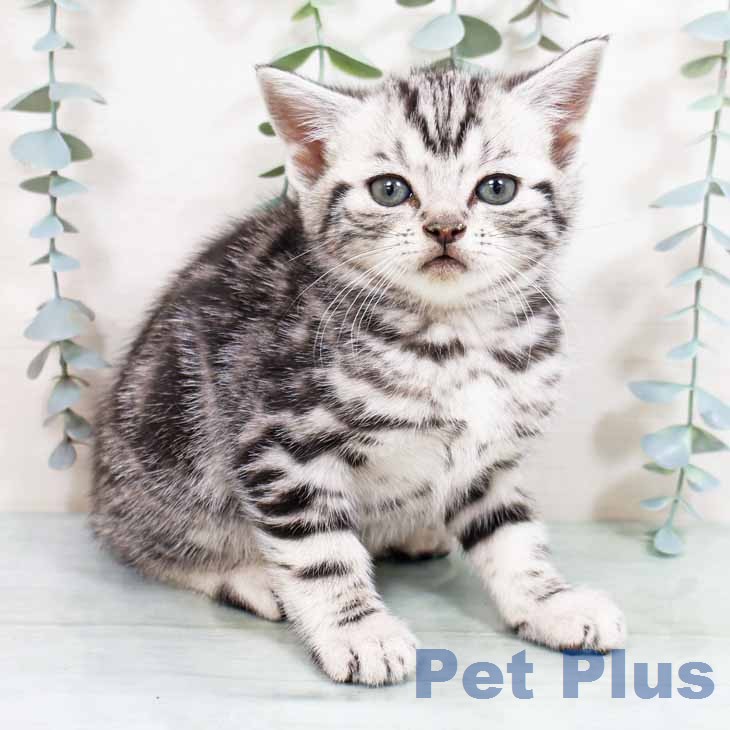 アメリカンショートヘア